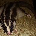 Dactylopsila trivirgata (Striped Possum) in Goomboora Park, Cairns<br />Canon EOS 7D + SIGMA 180mm 2.8 x1.4 EX DG  + SPEEDLITE 600EXII